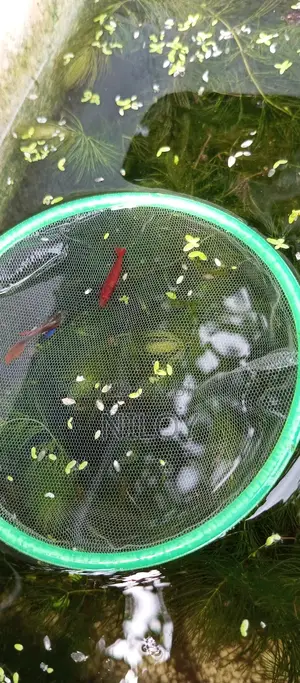 Red Rose Java Guppy