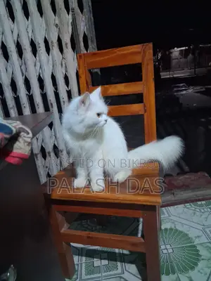 Traditional Persian Triple Coat Cat for Sale