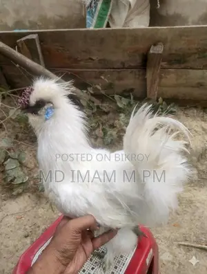 Adult Silkie Rooster