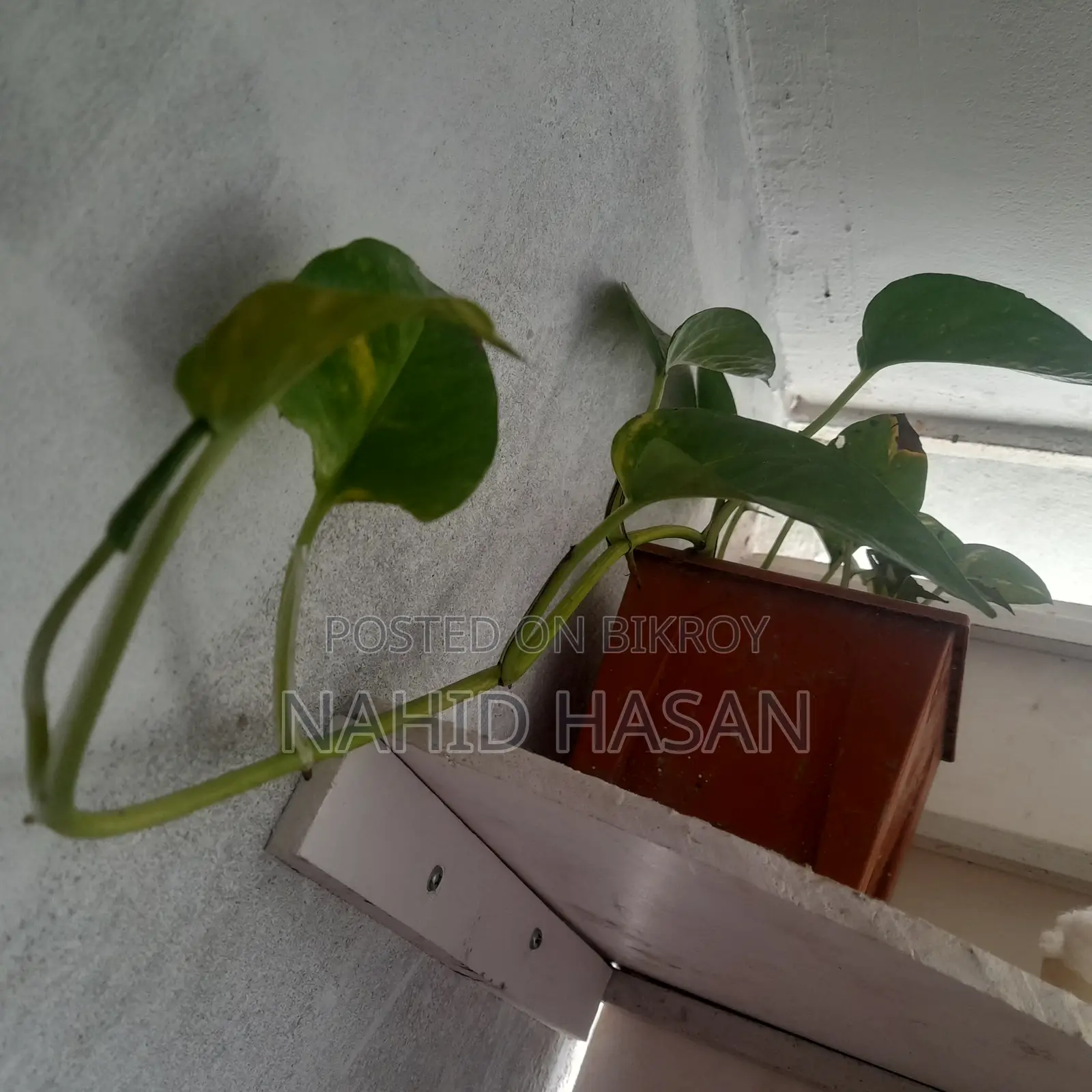 Money plant
