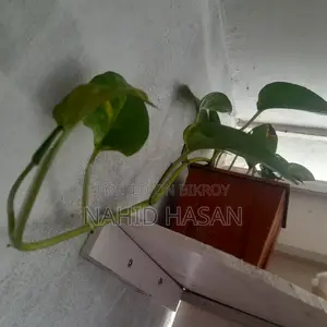 Money plant