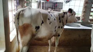 ১১৯৯ উন্নত জাতের বকনা বাছুর গরু ।