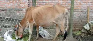 ভর্তি/গাভিন/প্রেগন্যান্ট গরু বিক্রি করা হবে