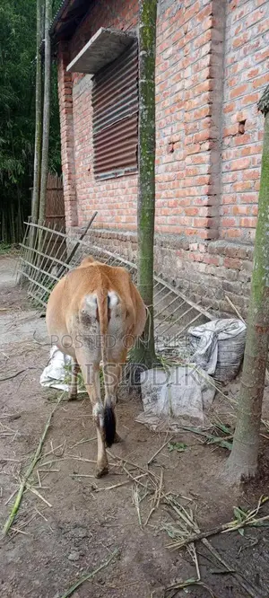 ভর্তি/গাভিন/প্রেগন্যান্ট গরু বিক্রি করা হবে