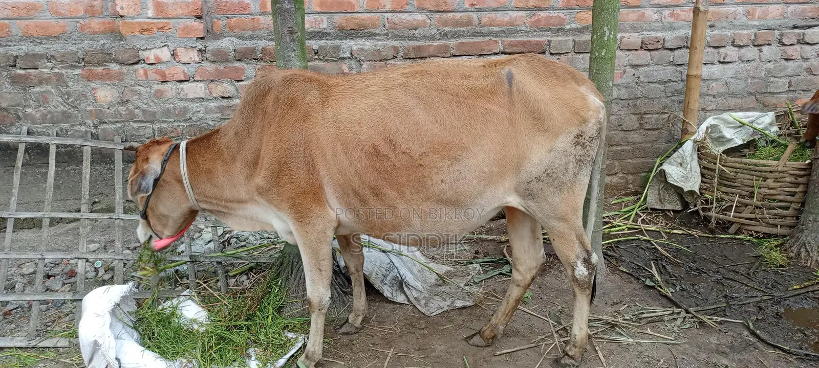ভর্তি/গাভিন/প্রেগন্যান্ট গরু বিক্রি করা হবে
