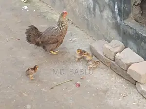 ৪ টা বাচ্চা সহ দেশি মুরগি সেল হবে