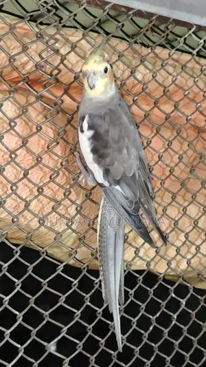 Cockatiel Pair