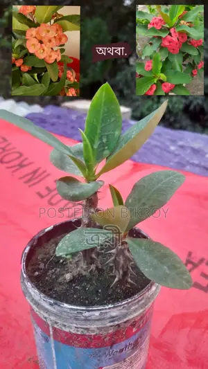 Flowering plant with pot