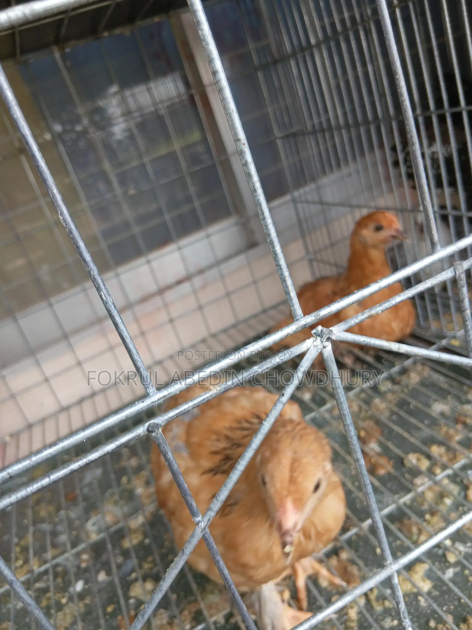 Brahma Chicken