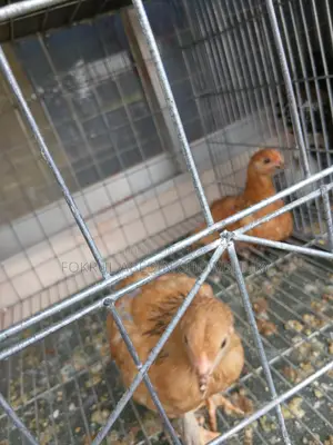 Brahma Chicken