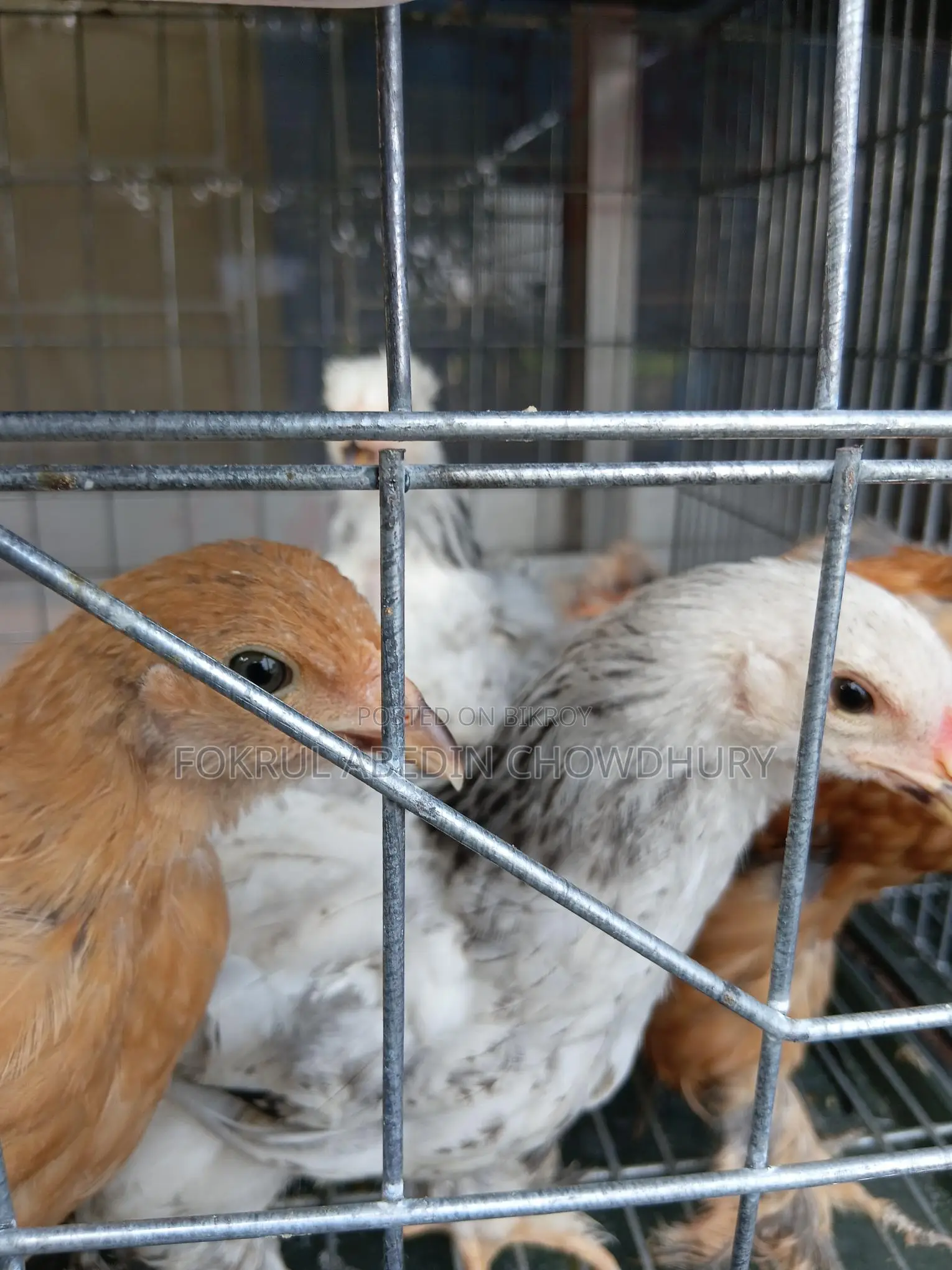 Brahma Chicken