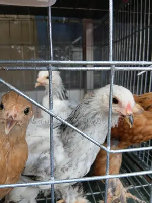 Brahma Chicken