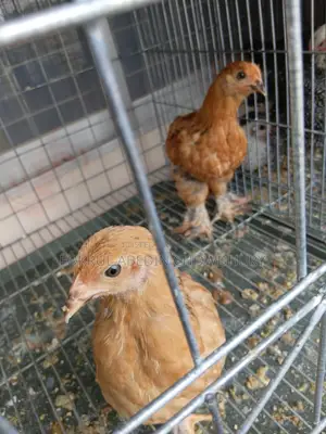 Brahma Chicken