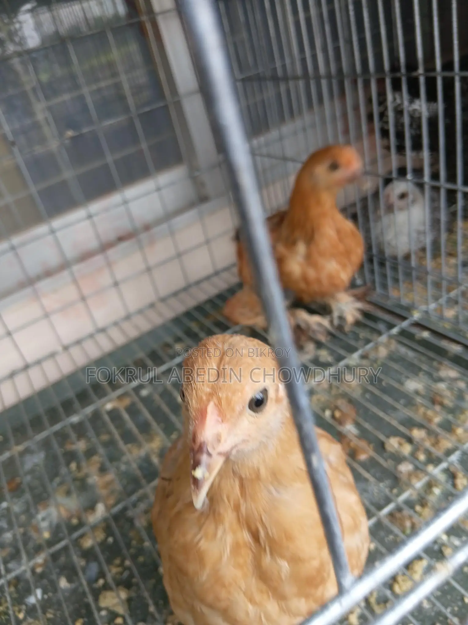 Brahma Chicken