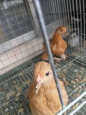 Brahma Chicken