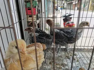 দেশি মুরগি