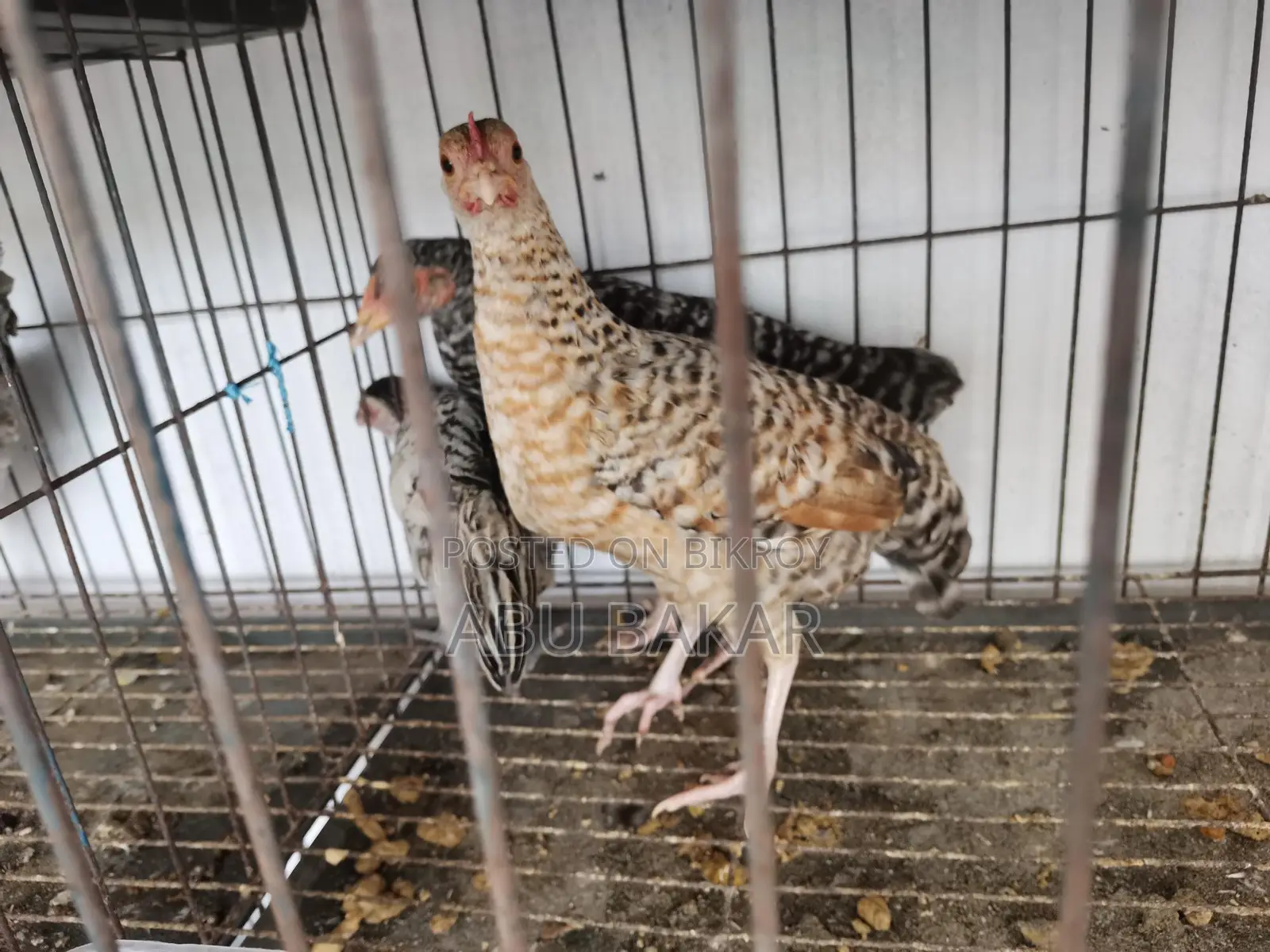 Desi Chicken