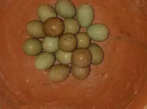 Fertile Eggs