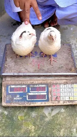 European Quail Chicks