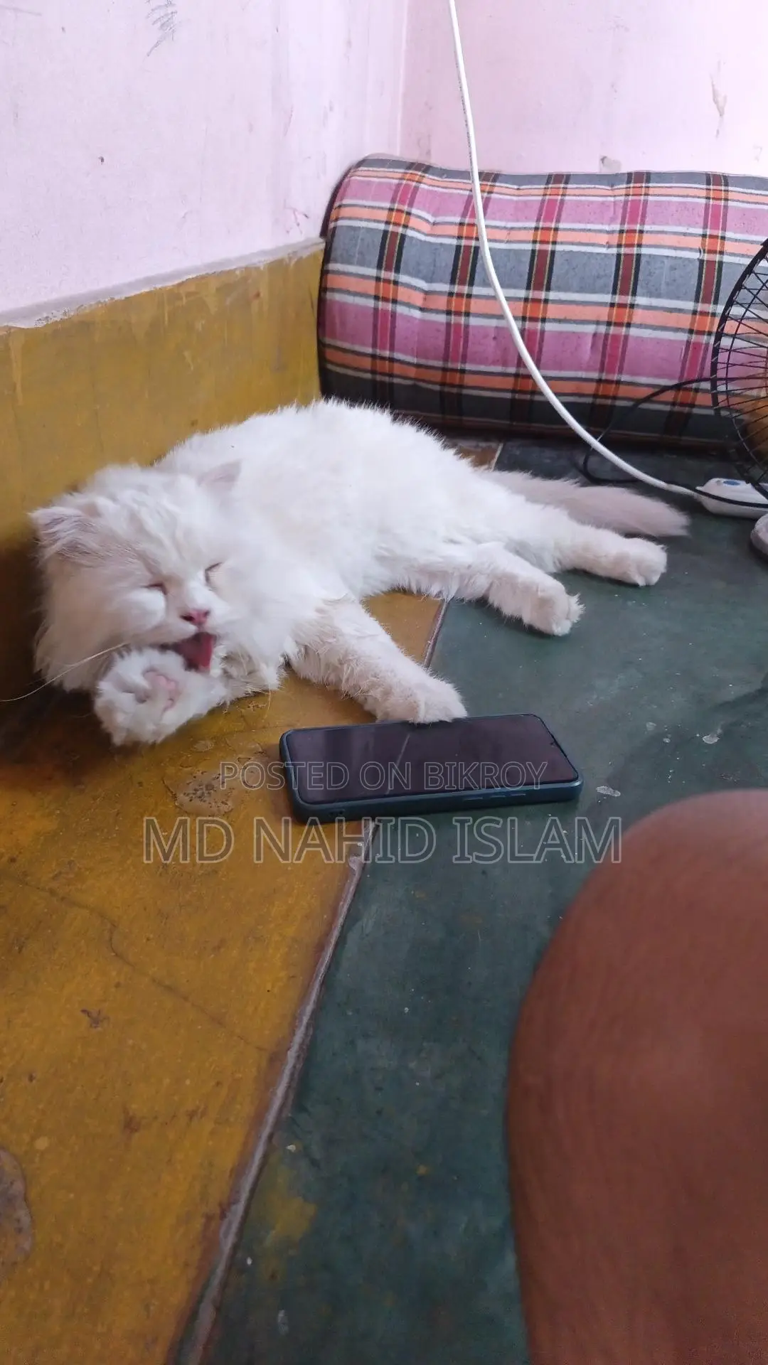 Cat Sell Post