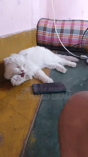 Cat Sell Post