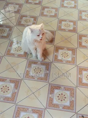 Cat Sell Post