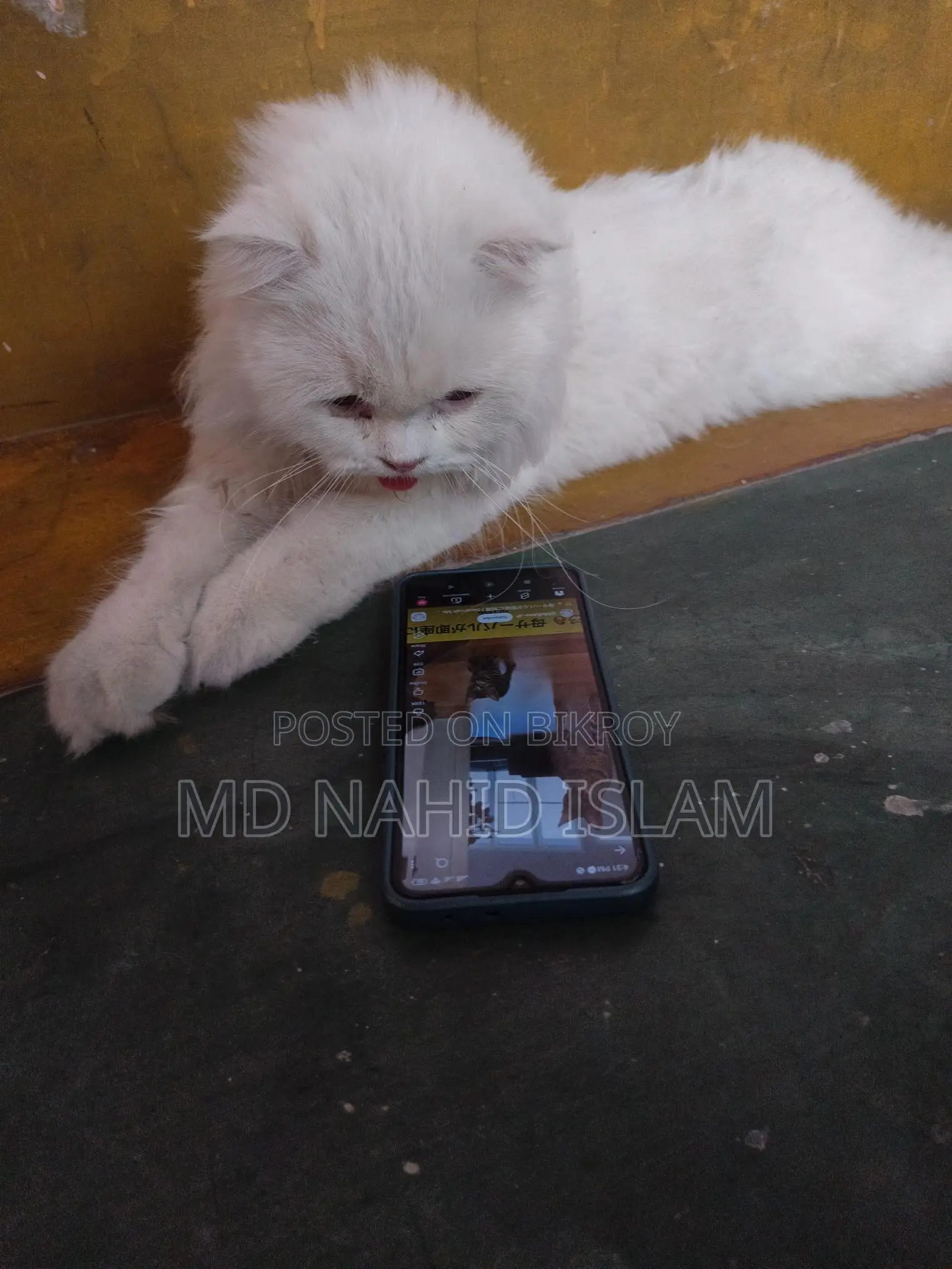 Cat Sell Post