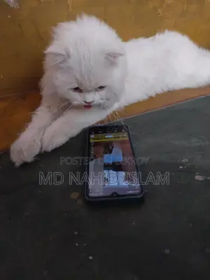 Cat Sell Post