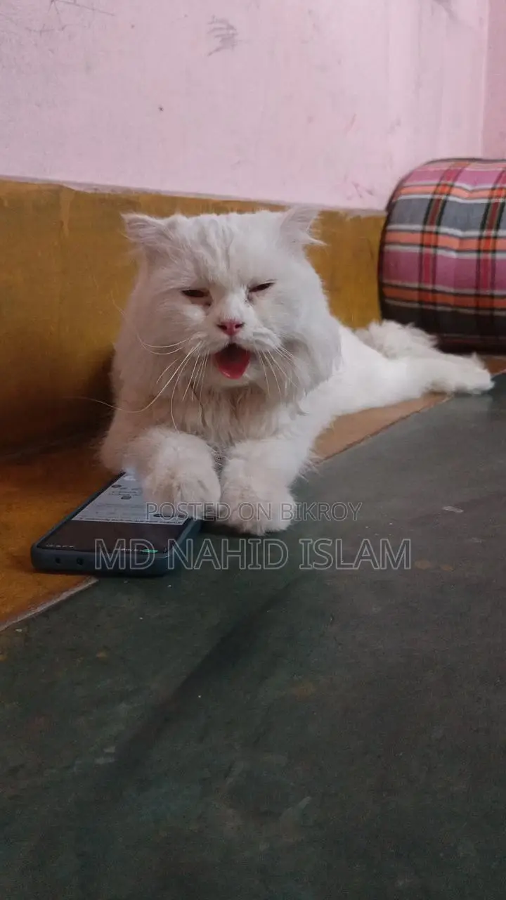 Cat Sell Post