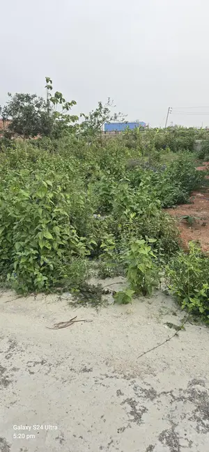 Sector -24 Purbachal Allotted Plot Sell