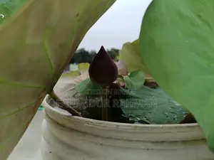 Lotus Tuber
