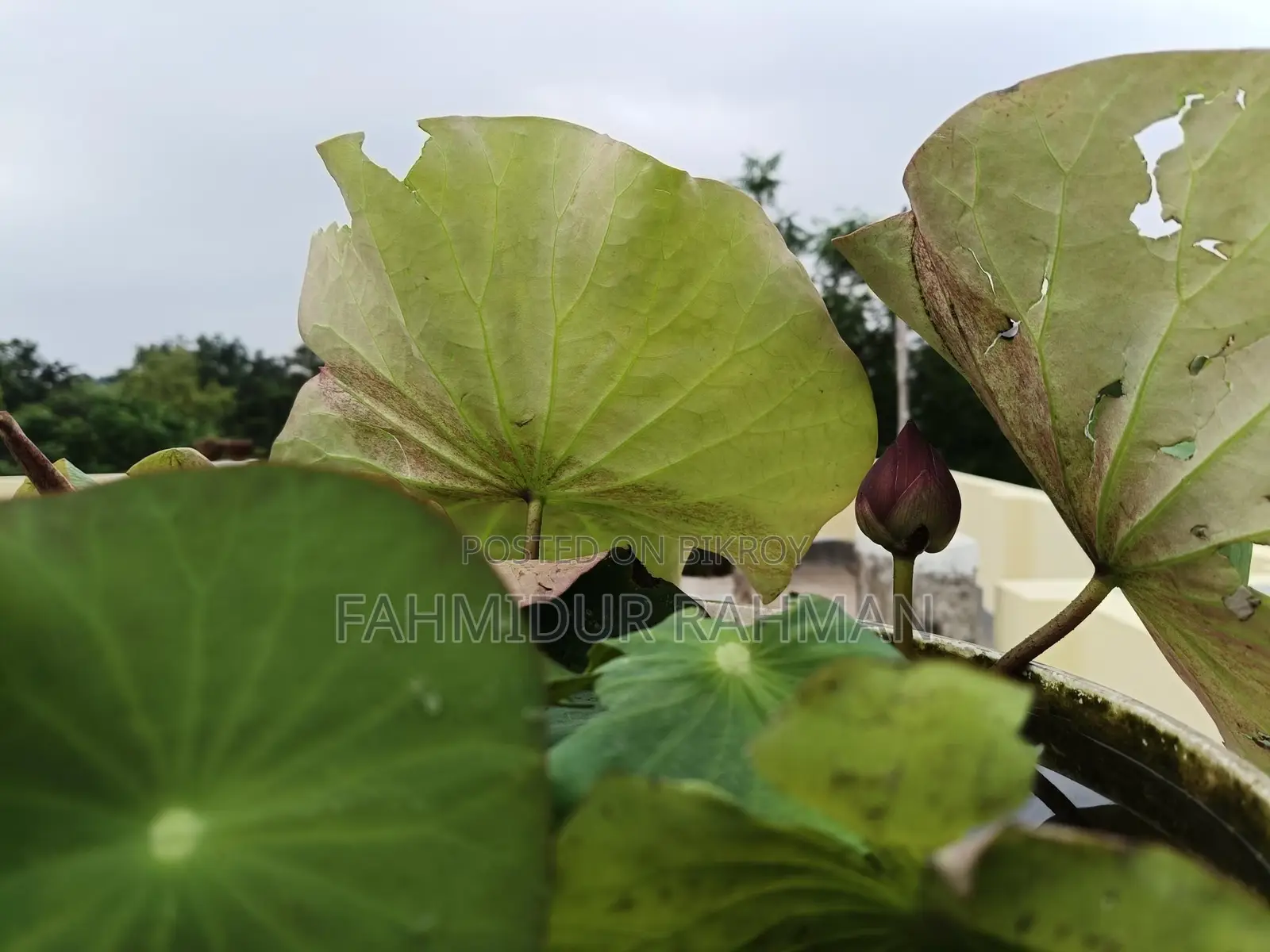 Lotus Tuber