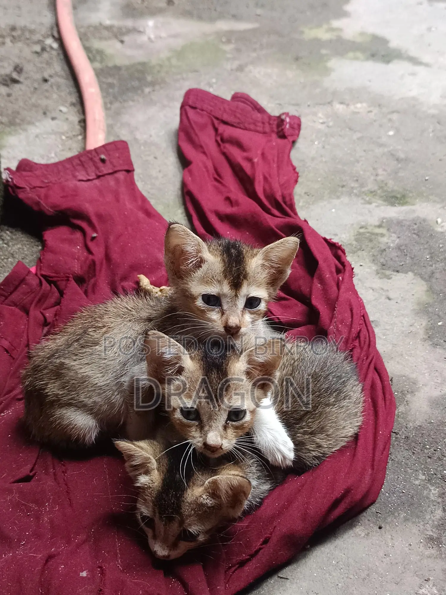 Cat Adoption