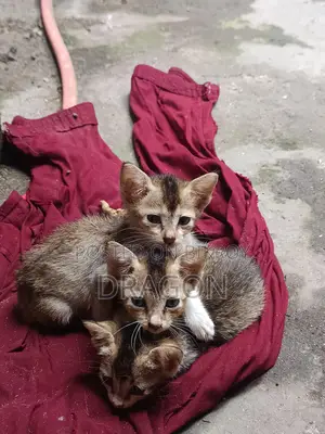 Cat Adoption