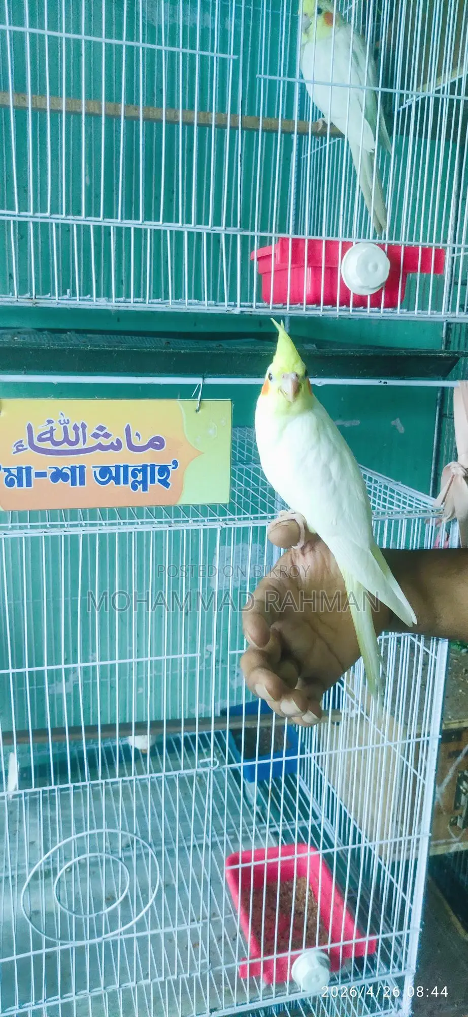 কোকাটেল পাখি Cockatiel Bird