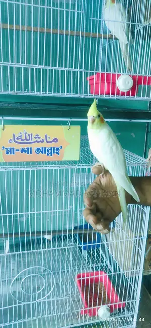কোকাটেল পাখি Cockatiel Bird