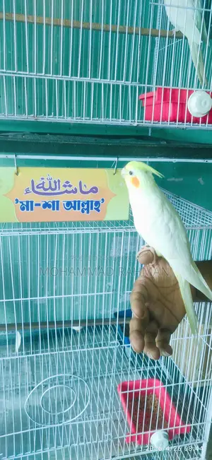 কোকাটেল পাখি Cockatiel Bird