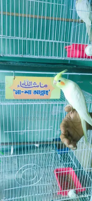 কোকাটেল পাখি Cockatiel Bird