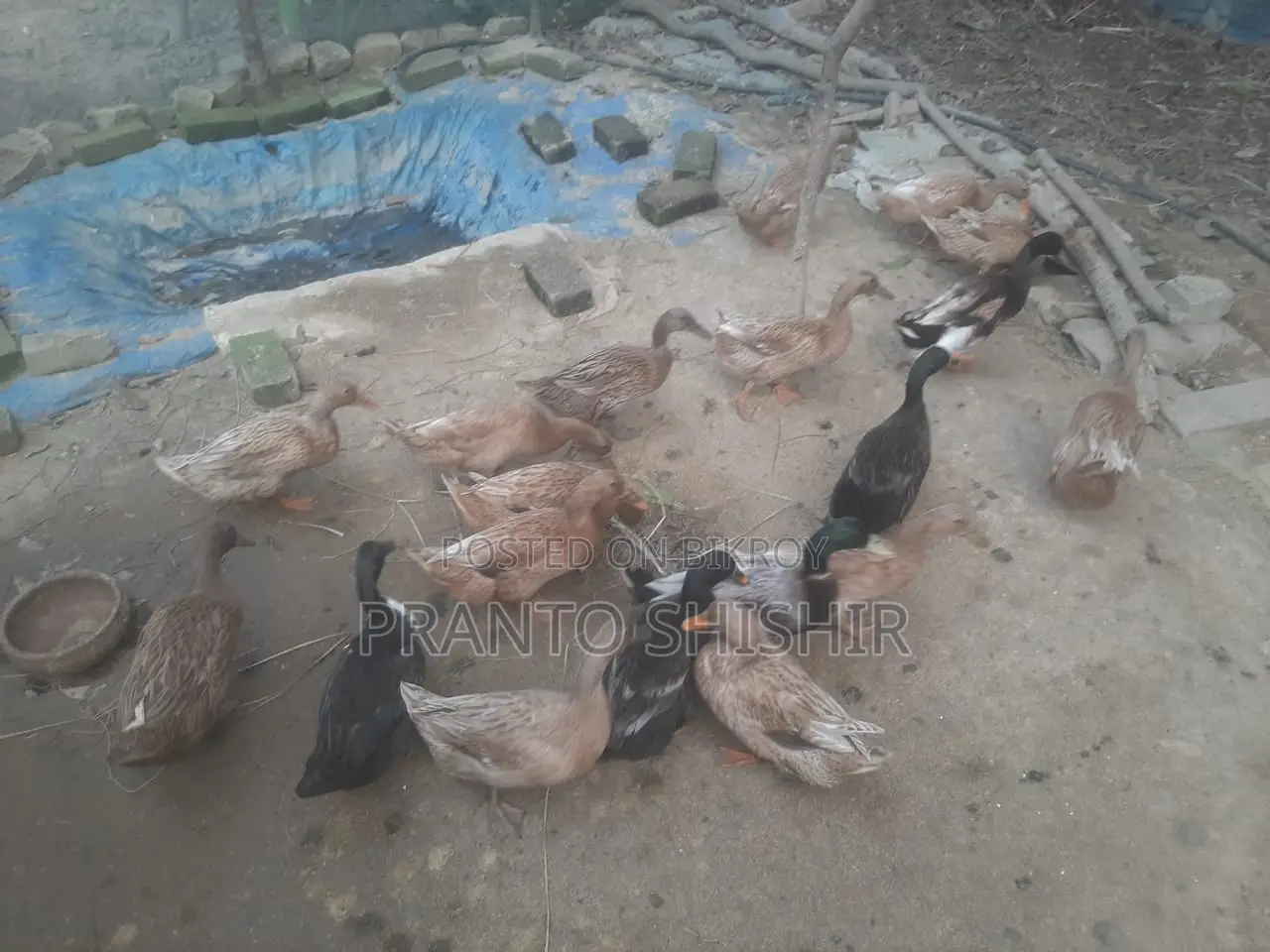 দেশি হাস