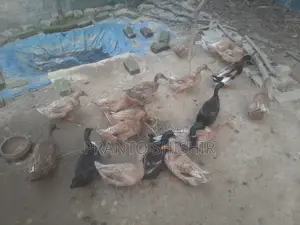 দেশি হাস
