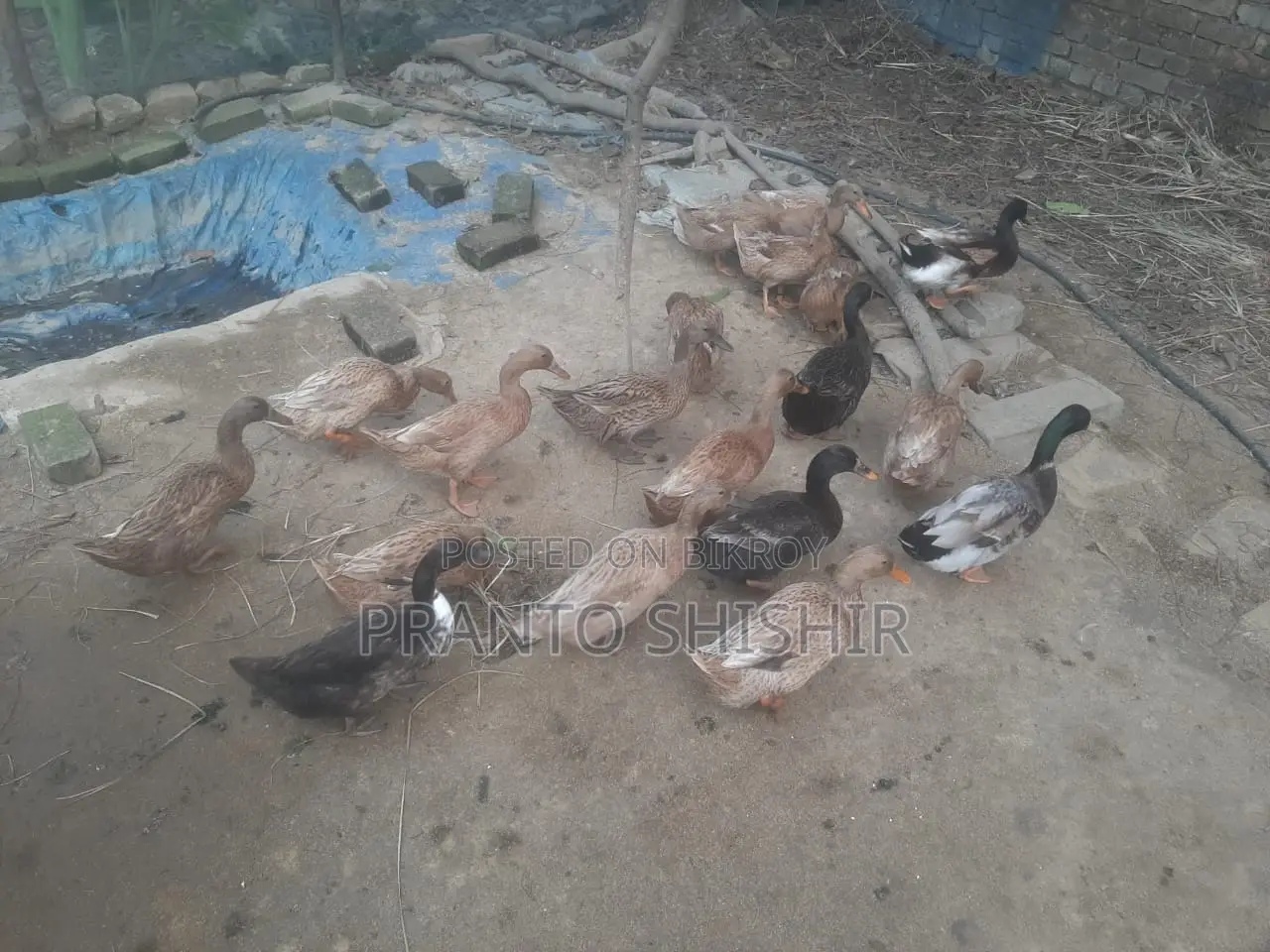 দেশি হাস