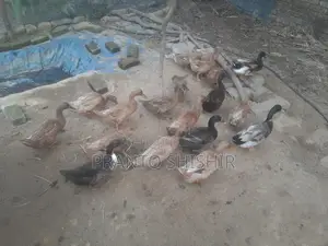 দেশি হাস