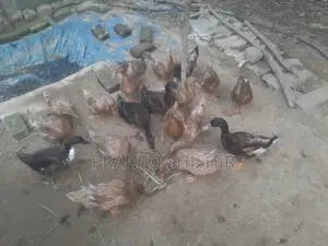 দেশি হাস