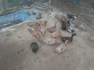 দেশি হাস