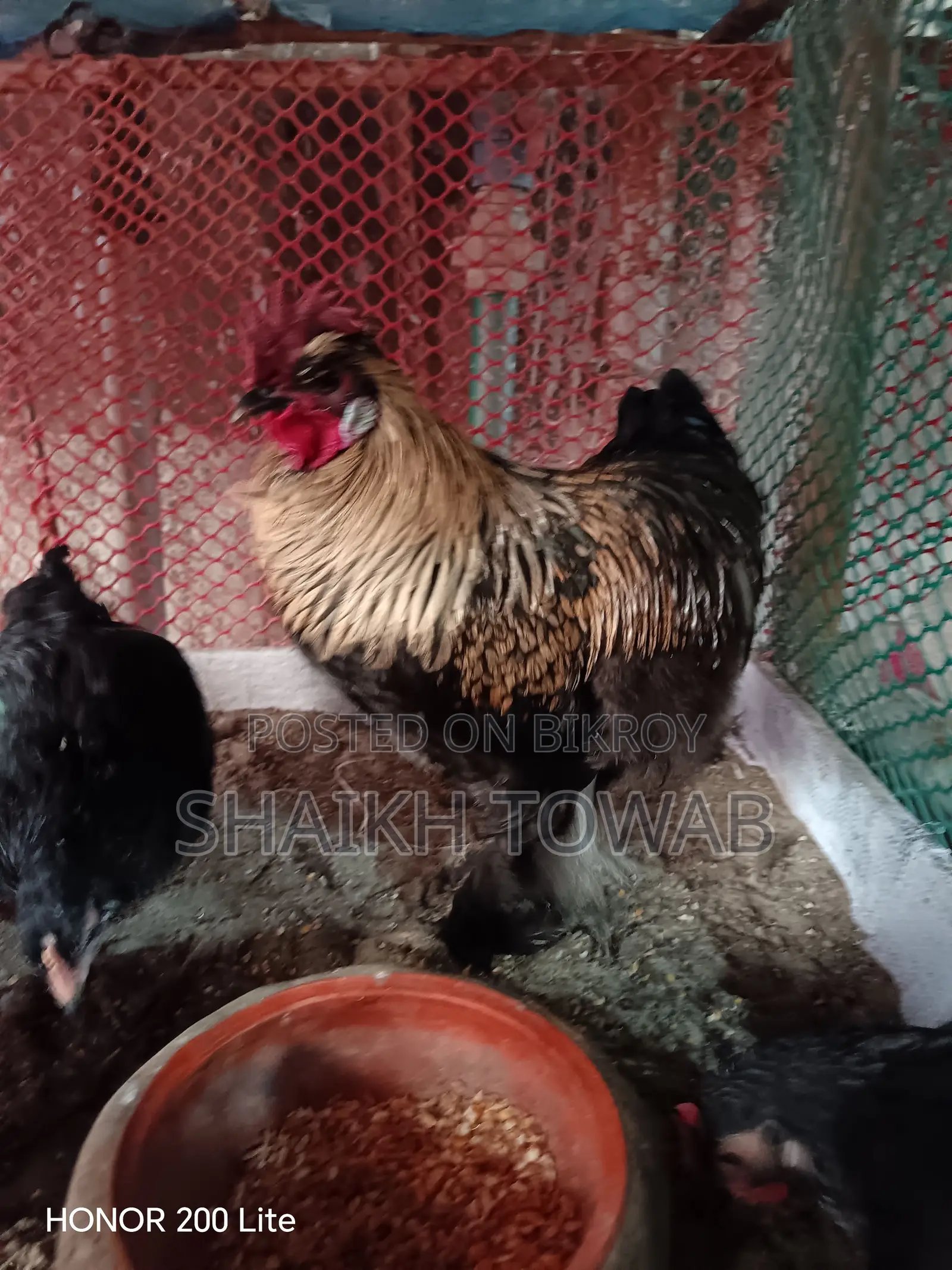 Brahma Chicken