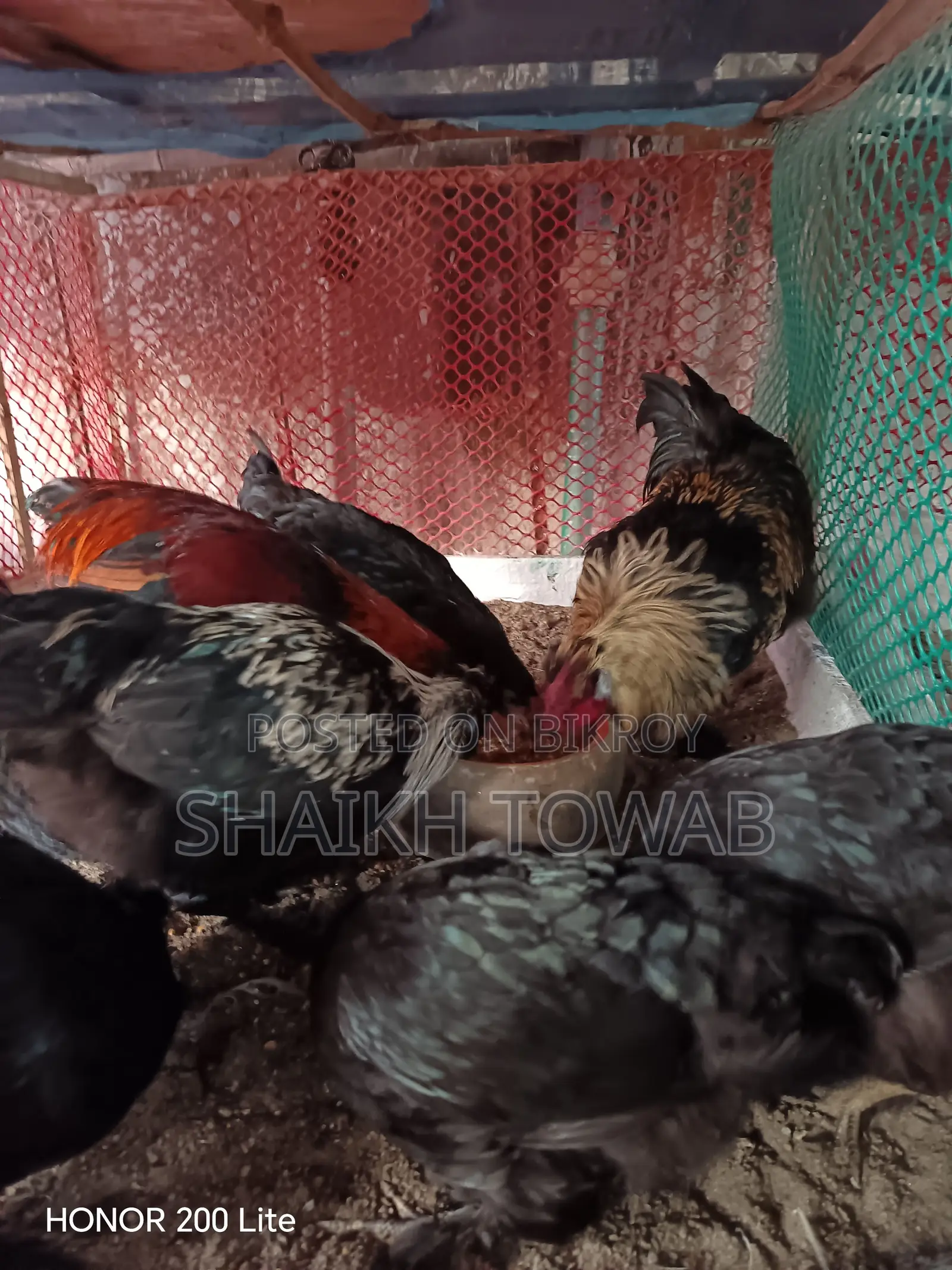 Brahma Chicken