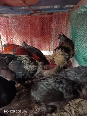 Brahma Chicken