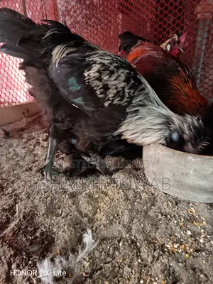 Brahma Chicken