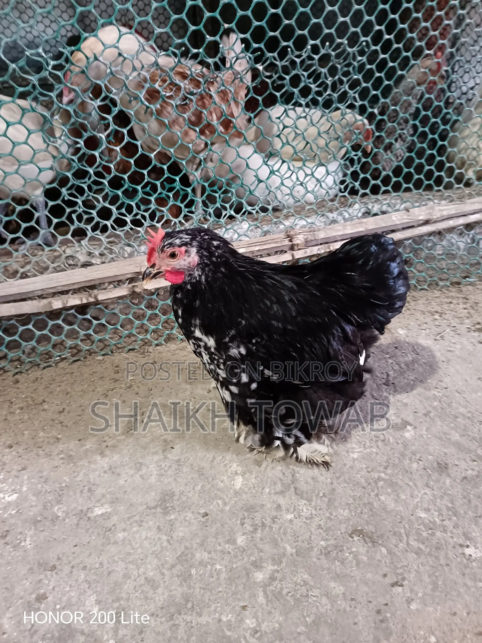 Brahma Chicken