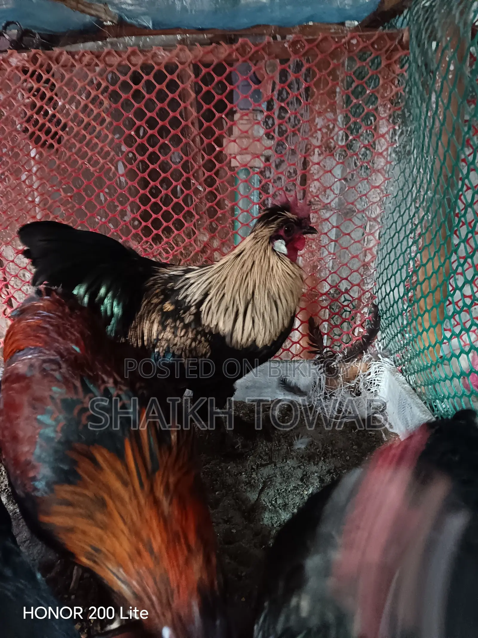 Brahma Chicken